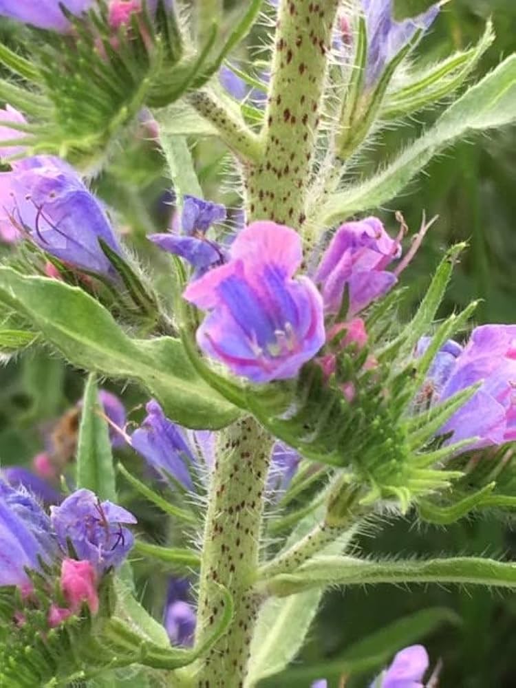 viper s flower seeds