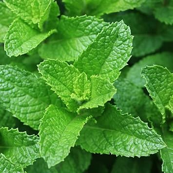 Mint Mentha Seeds for Planting