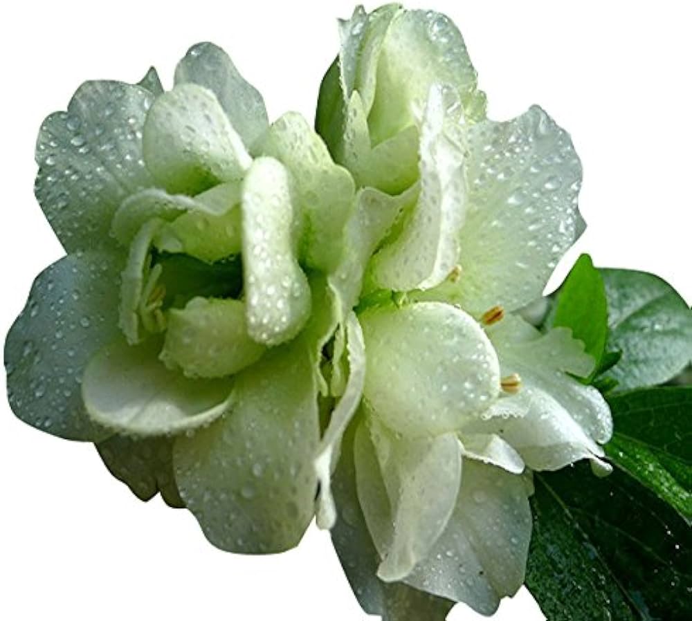 green azalea flower seeds