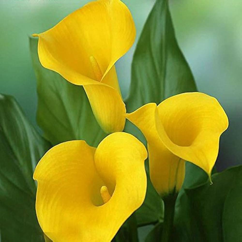 calla lily flower seeds