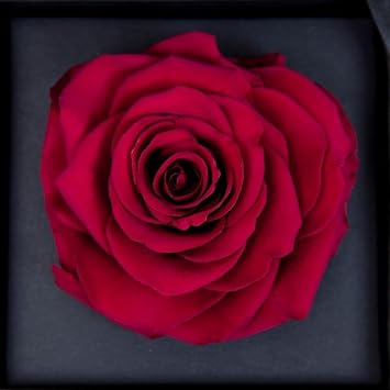 Flower Seeds, Seeds for Planting, Plant Seeds