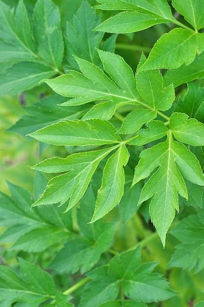 Ashitaba Seeds for Planting – Heirloom Non-GMO Garden Seeds Online