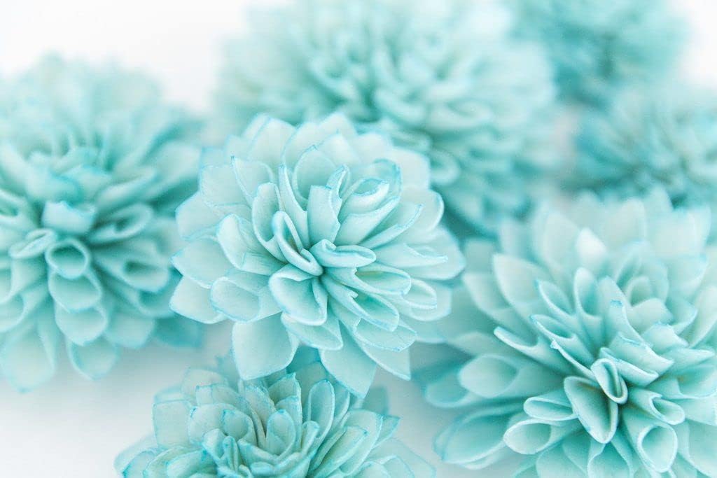 blue white flower seeds