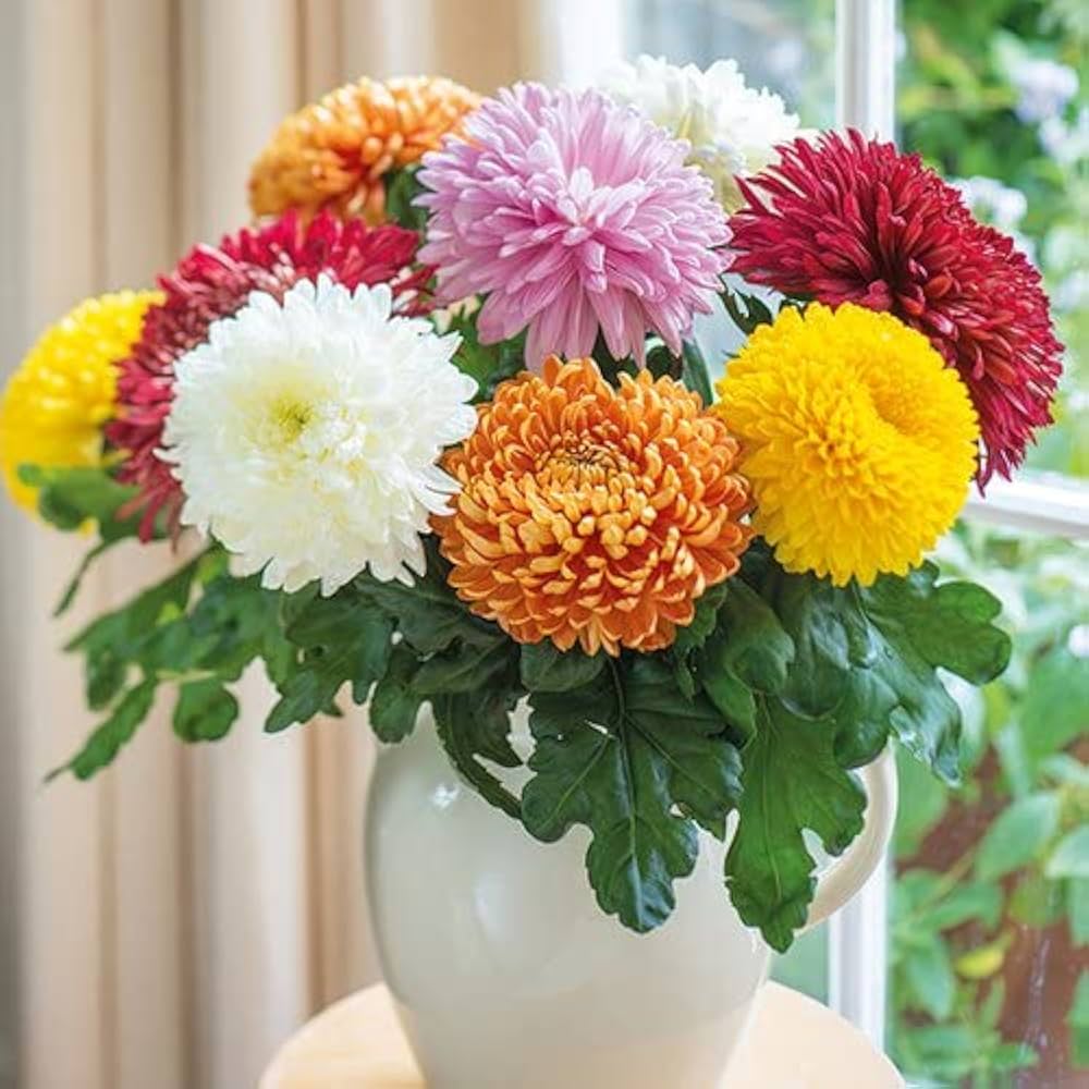 chrysanthemum ground flower seeds
