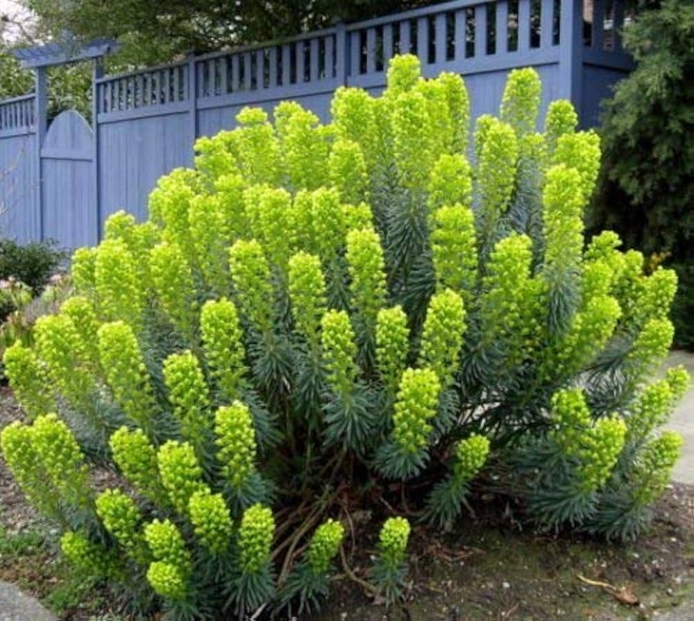 mediterranean spurge flower seeds