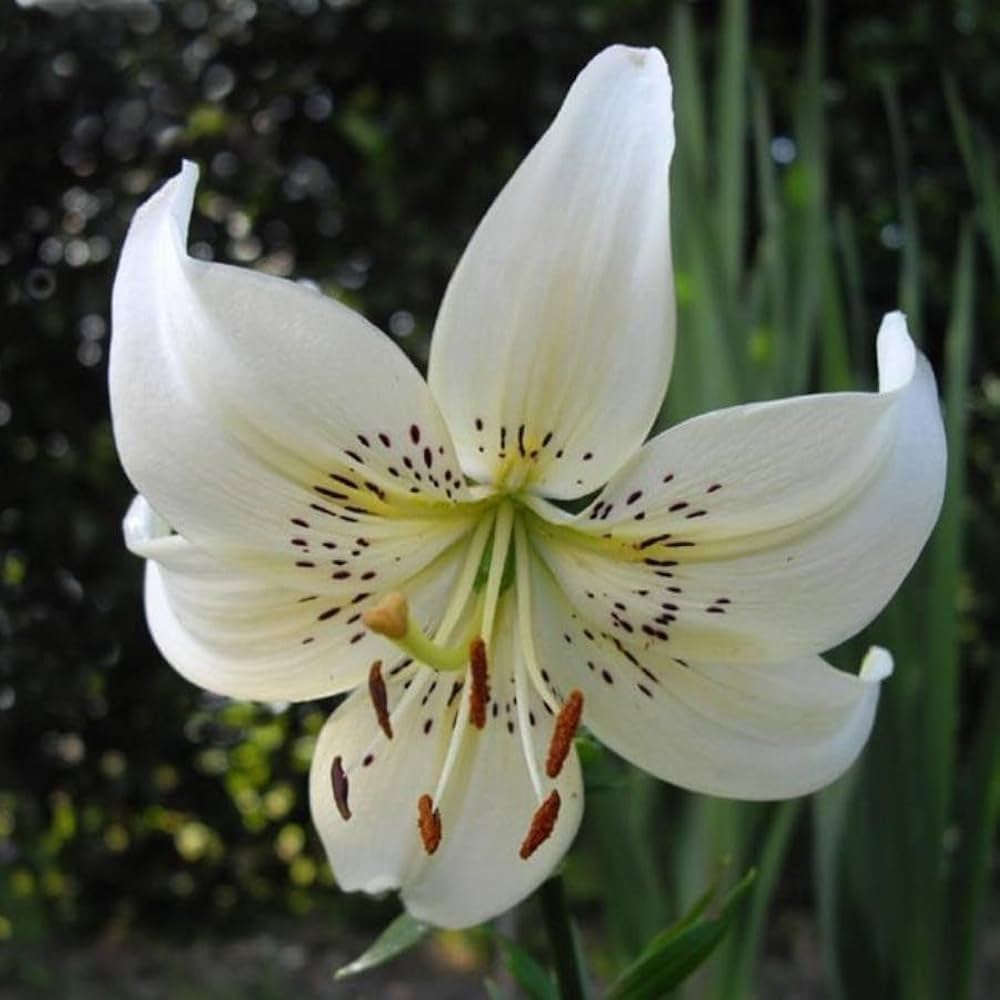 white lilium flower seeds