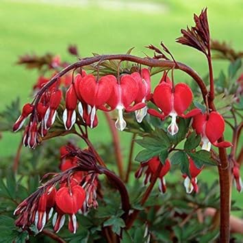 red bleeding flower seeds