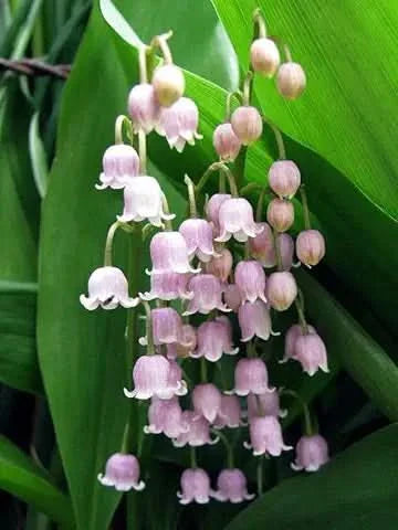 lily of flower seeds
