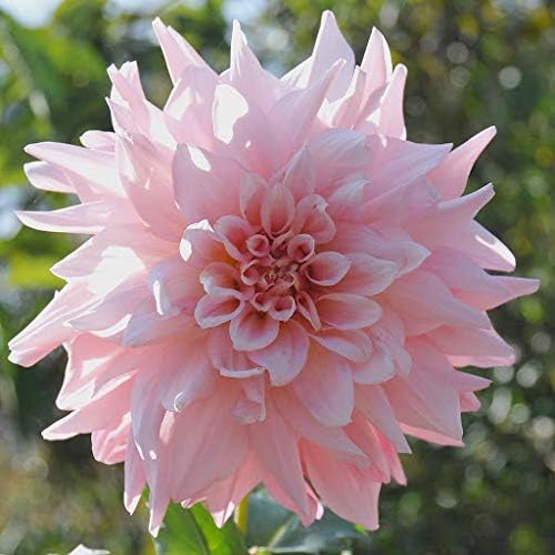 Fresh Dahlia Flower Seeds for Planting, Light Pink 100 pcs