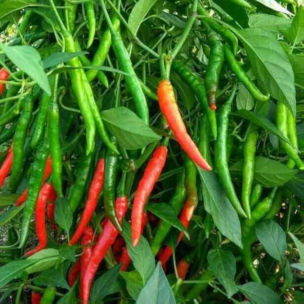 organic hot flower seeds