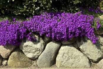 Violet Rock Cress Flower Seeds for Planting - 100 pcs