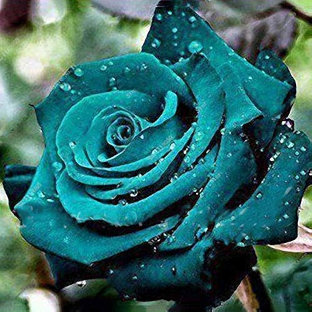 rose tree flower seeds