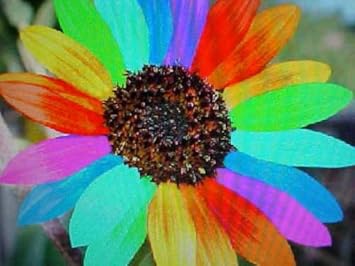 Organic Heirloom Non-GMO Mixed Helianthus Seeds for Planting