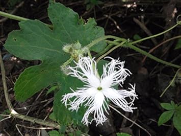 Flower Seeds, Seeds for Planting, Plant Seeds