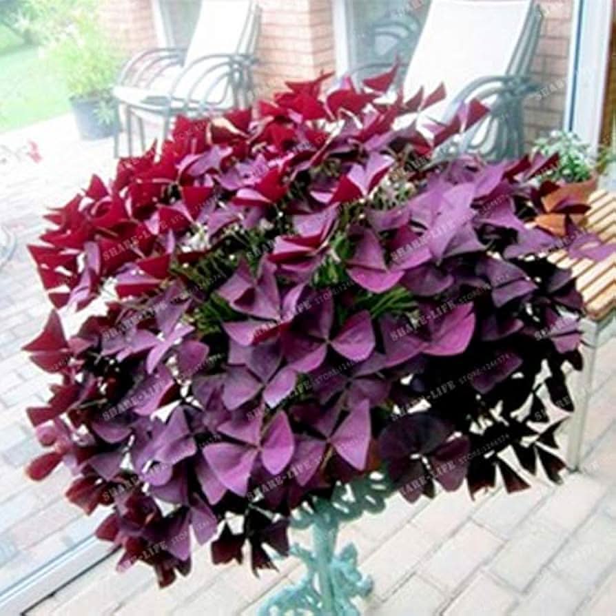 red woodsorrel flower seeds
