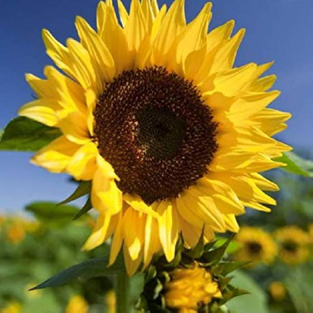 sunflower helianthus flower seeds