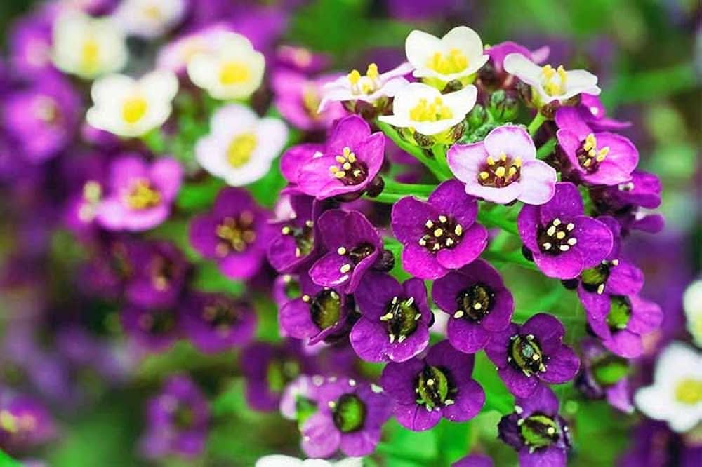 alyssum wonderland flower seeds