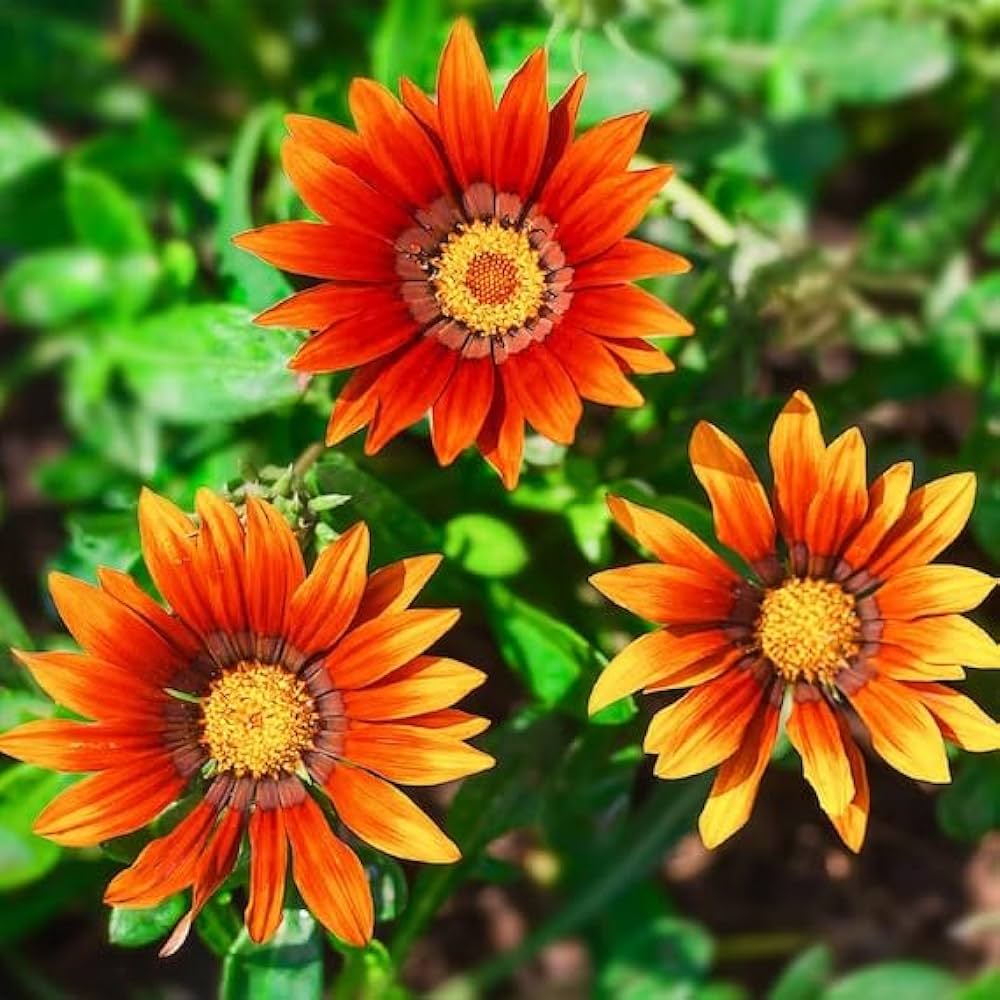 Gazania Blomsterfrø til Plantning - Rød 100 stk