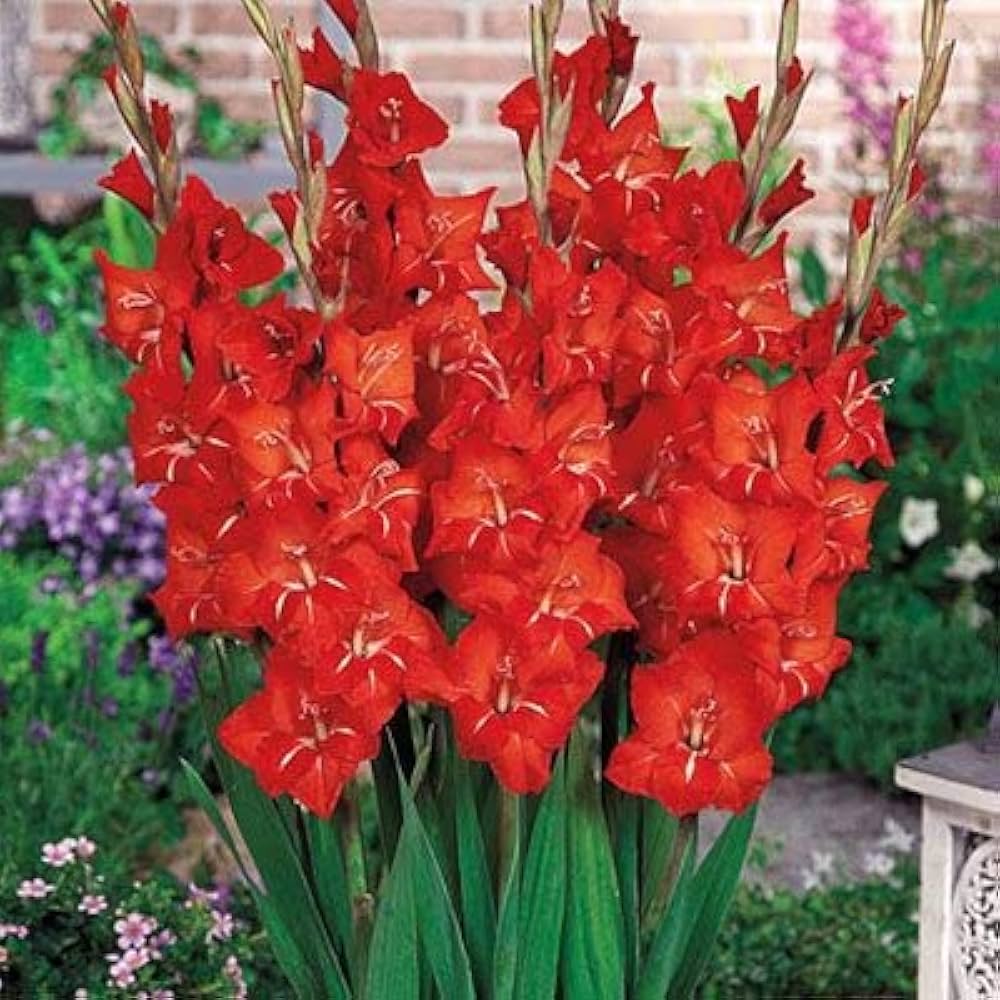Organic Heirloom Gladiolus Flower Seeds for Planting – Red Variety Non-GMO High Germination Tall Blooms