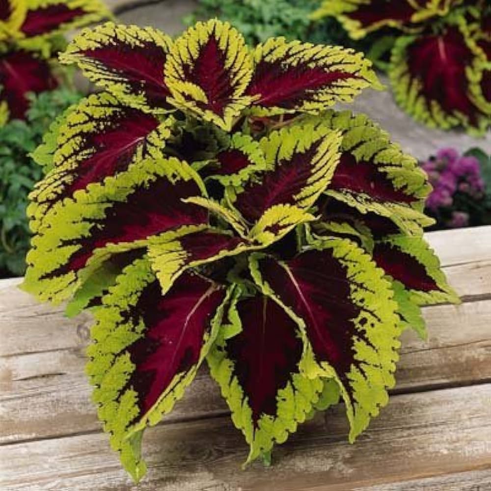green coleus flower seeds