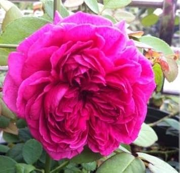 pink deep flower seeds