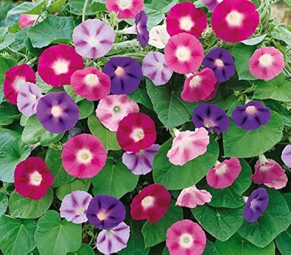 morning glory flower seeds