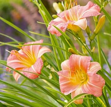 Flower Seeds, Seeds for Planting, Plant Seeds