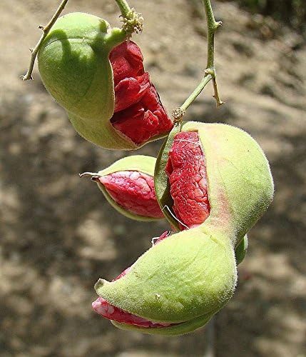 Red Guamuchil Fruit Seeds for Planting - Pithecellobium dulce Tree Madras Thorn Manila tamarind