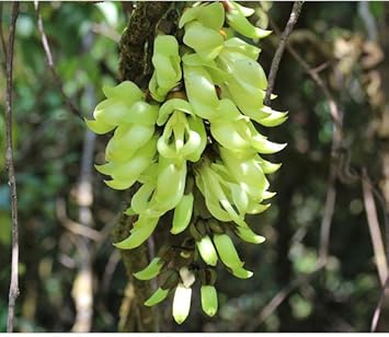 Flower Seeds, Seeds for Planting, Plant Seeds