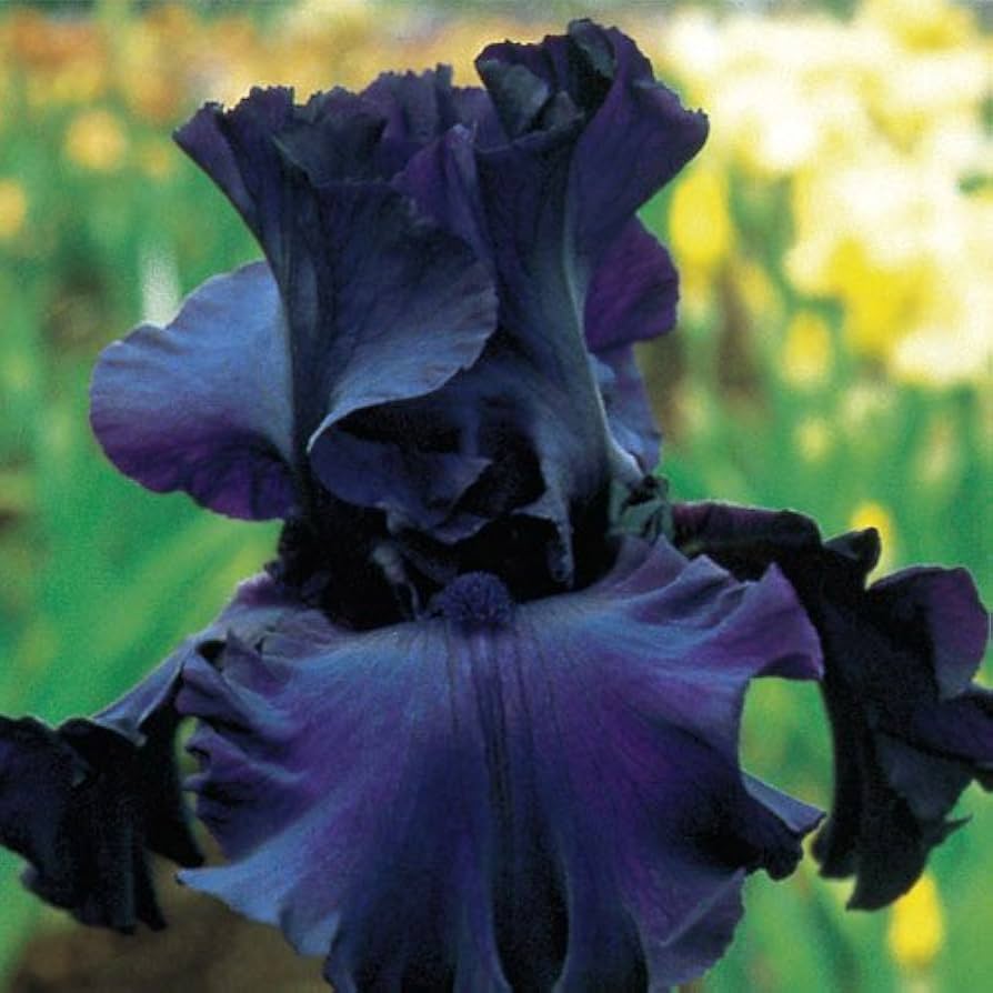 iris iris flower seeds