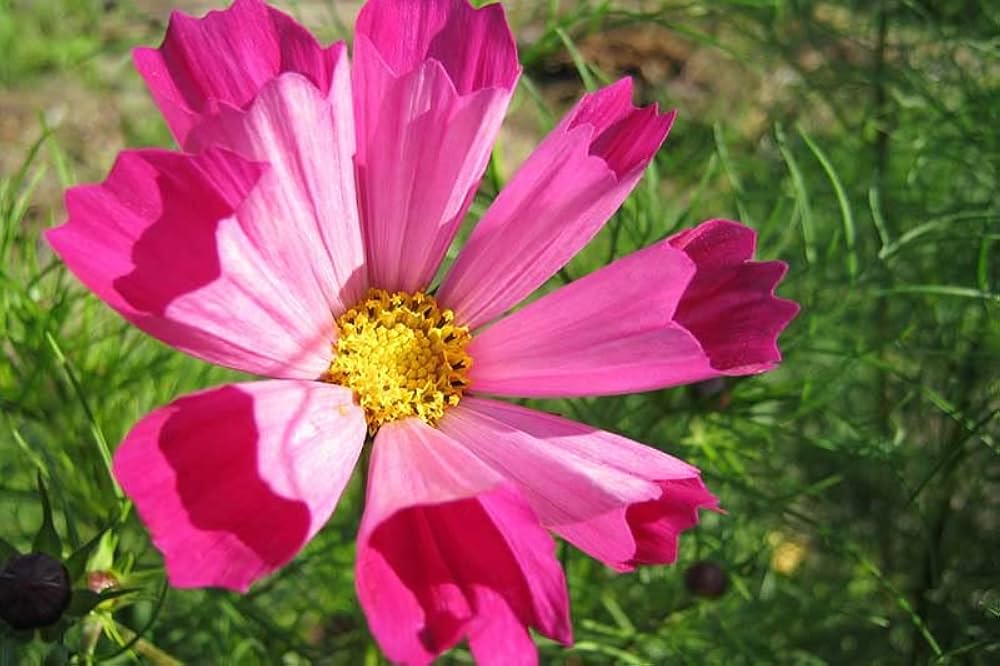 cosmos cosmos flower seeds