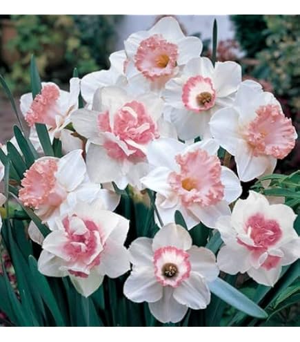 Pink Narcissus Blomsterfrø til udplantning - 100 stk