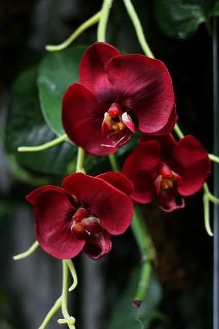 burgundy orchid flower seeds