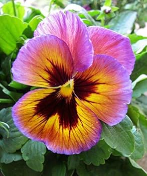 Pink Yellow Pansy Flower Seeds for Planting 100 pcs