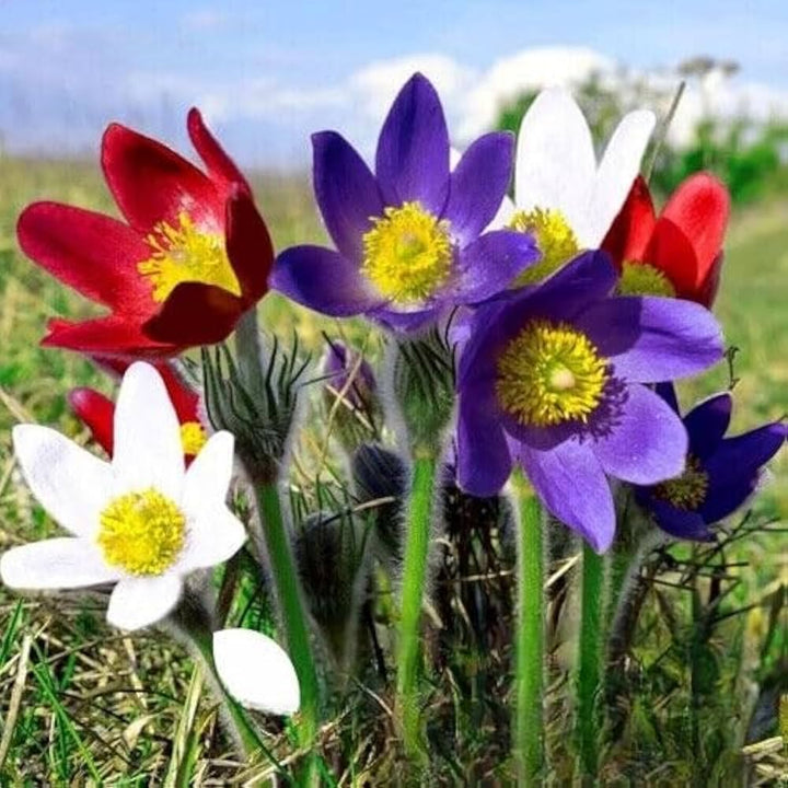 Mix Pulsatilla Pasque Flower Seeds for Planting - 100 pcs