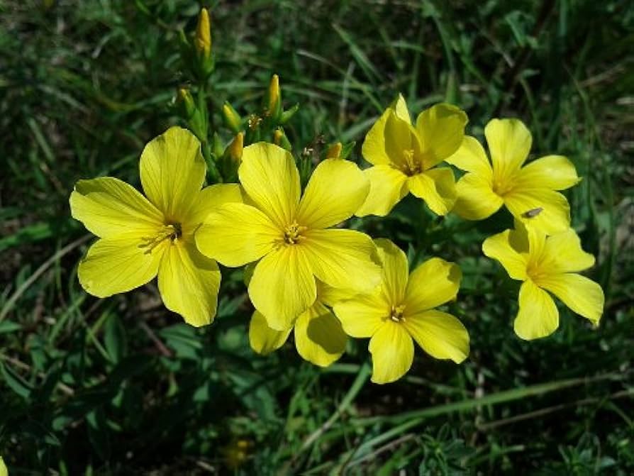golden yellow flower seeds