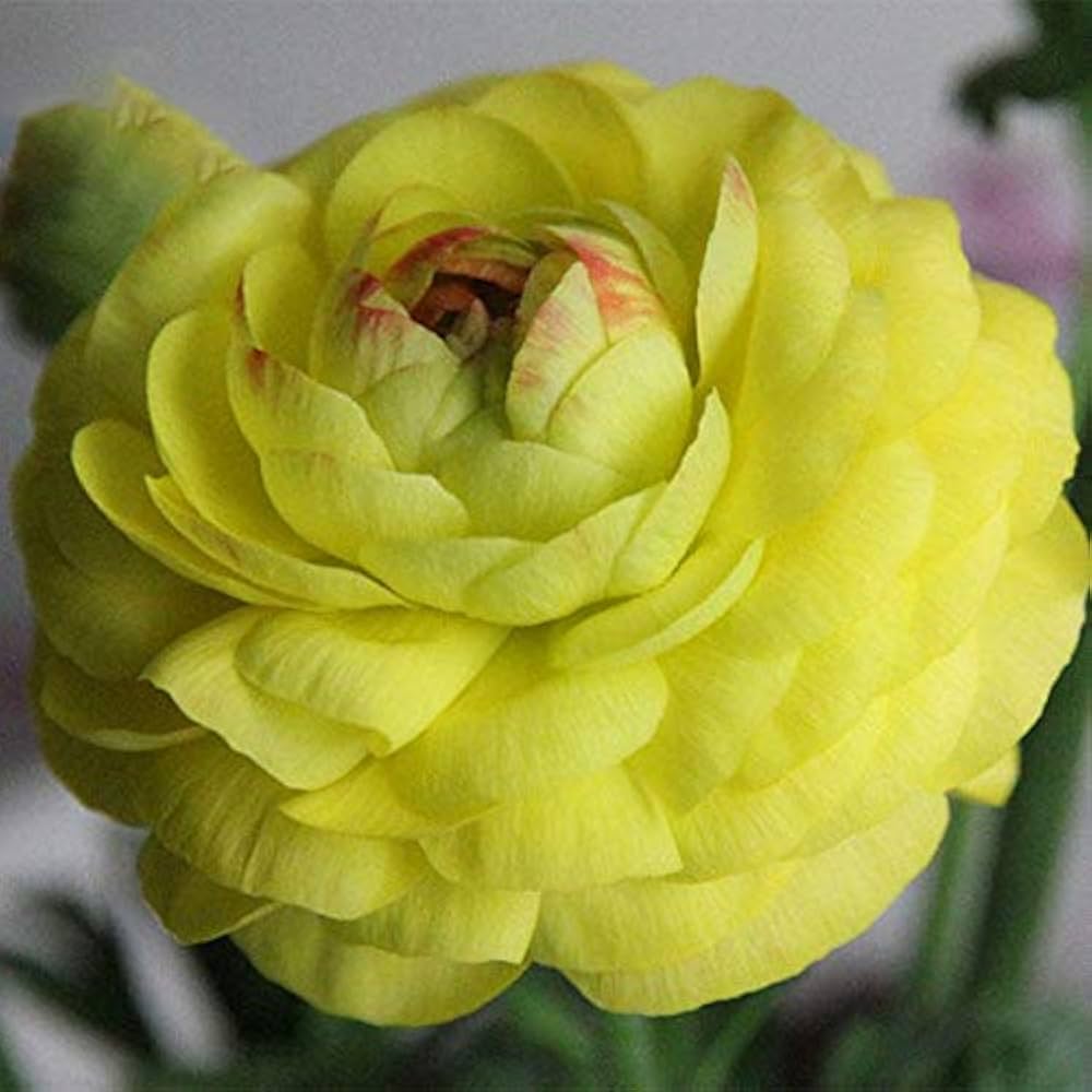 ranunculus asiaticus flower seeds