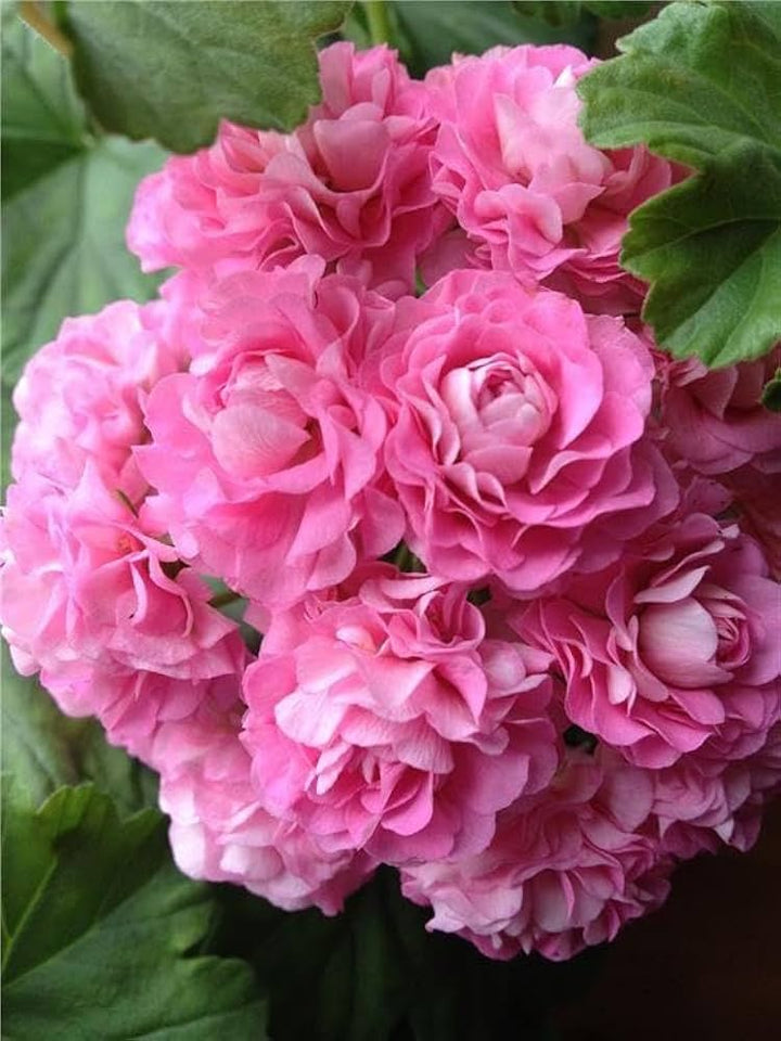 Pink Univalve Geranium Flower Seeds for Planting - 100 pcs