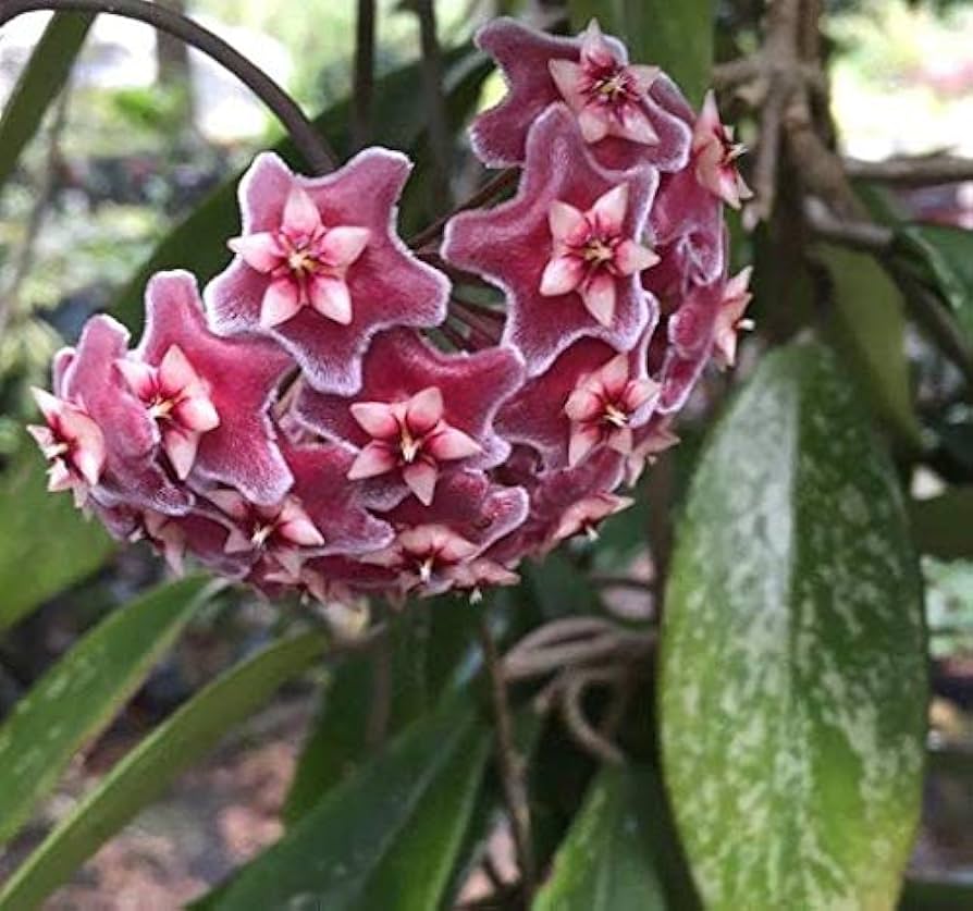 Maroon Hoya Blomsterfrø 100 stk