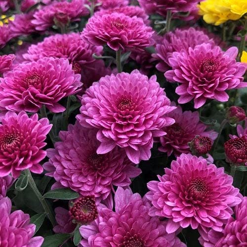 Organic Chrysanthemum Flower Seeds for Planting, Purple Shade – Heirloom, Non-GMO