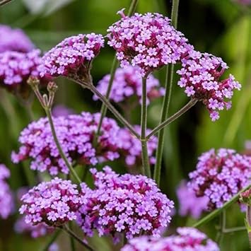 Flower Seeds, Seeds for Planting, Plant Seeds