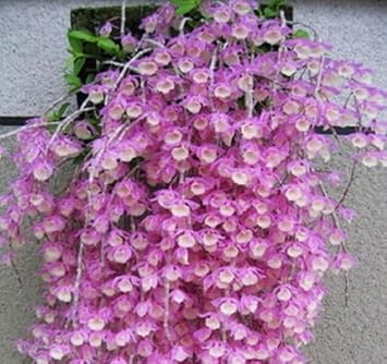 Flower Seeds, Seeds for Planting, Plant Seeds