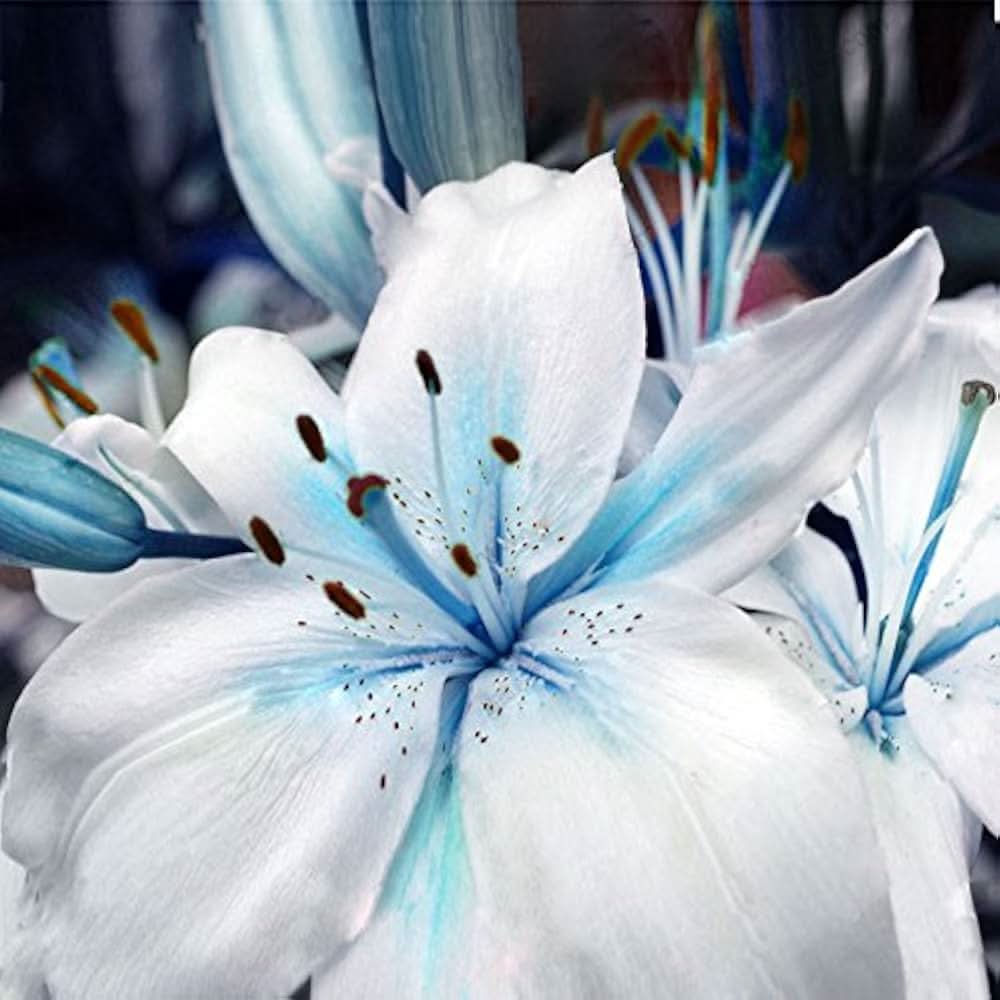 blue heart flower seeds