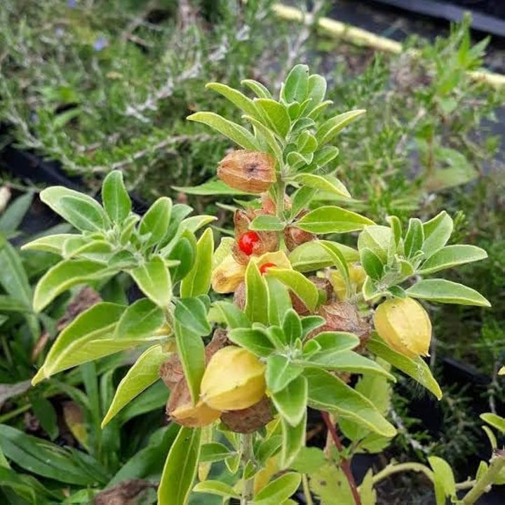 Heirloom Non-GMO Ashwagandha Flower Seeds for Planting – Medicinal Herb Seeds for Healing Gardens