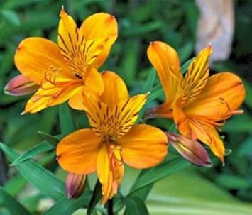 yellow heirloom flower seeds