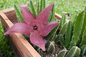 Flower Seeds, Seeds for Planting, Plant Seeds