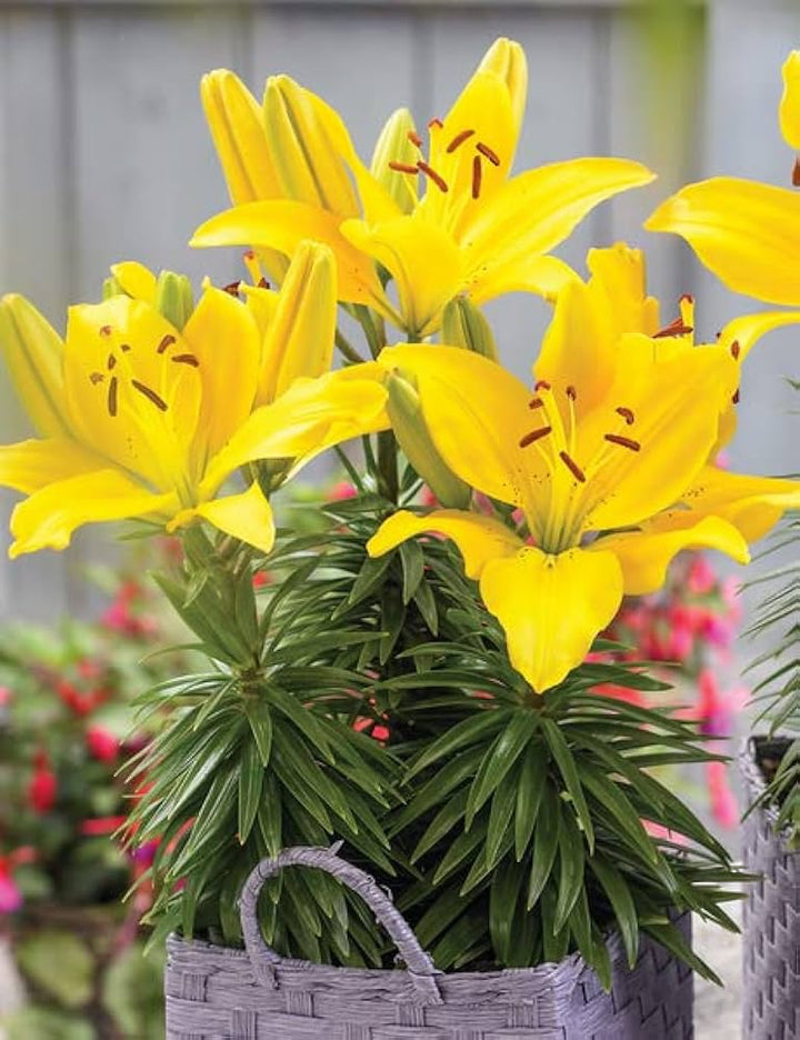 Heirloom Non-GMO Crinum Flower Seeds for Planting – Fragrant Tropical Garden Blooms, High Germination