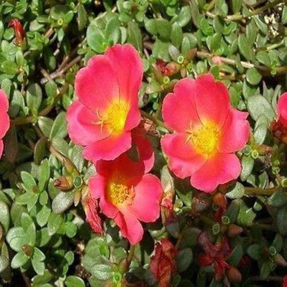 portulak rock flower seeds