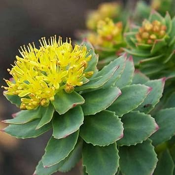 rhodiola rosea flower seeds