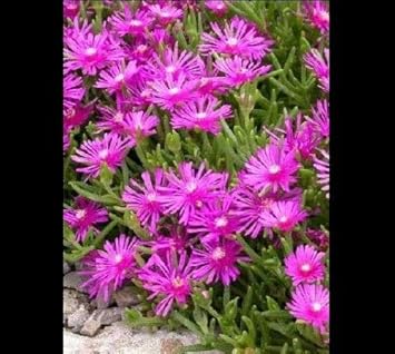 purple ice flower seeds